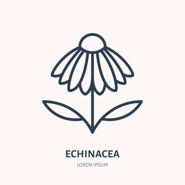 카모마일 플랫 라인 아이콘입니다. 약용 식물 에키네시아 벡터 일러스트입니다. 한방 로고에 대 한 얇은 기호 - echinacea stock illustrations