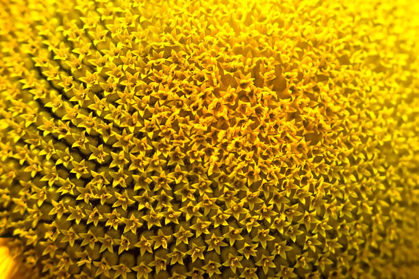 istock Bright yellow sunflower lit by sunlight. Mock up template. Copy space for your text 1140522009