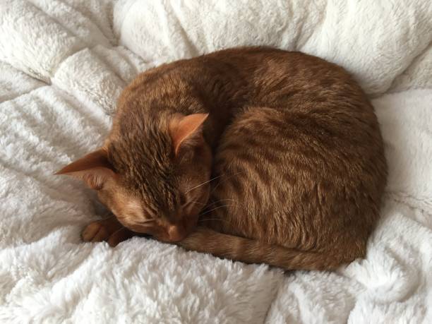 istock Adorable savannah cat kitten sleeping peacefully in a puffy, fluffy white textured blanket 1140522098