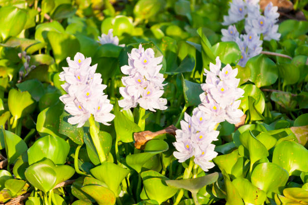 istock Water hyacinth Flower 1140523940