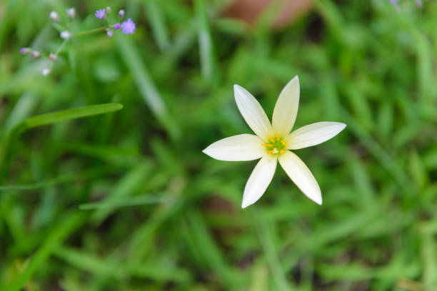 istock Beautiful white rain lily, Zephyranthes Lily 1140525091
