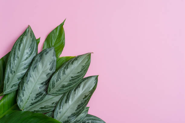 istock Summer tropical composition. Green tropical leaves on pink background. Summer concept. Flat lay, top view, copy space 1140525205