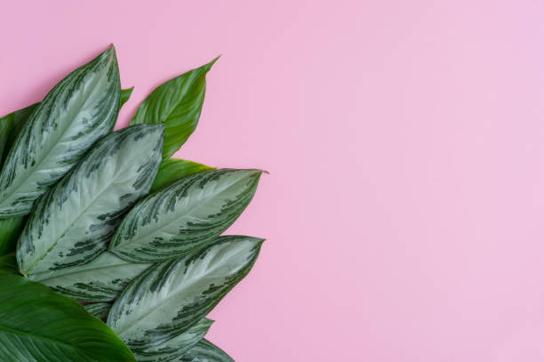 istock Frame of tropical leaves on pink background a space for text. Top view, flat lay 1140525251