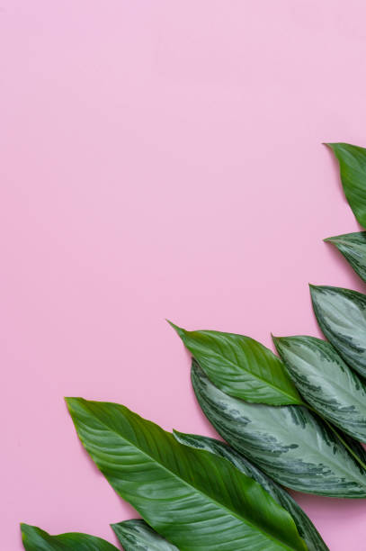 istock Tropical leaves on pink background a space for text. Top view, flat lay 1140525252