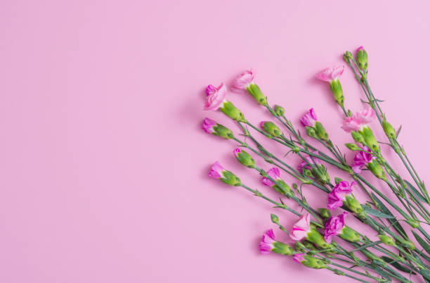istock Pink background with carnations flowers and copy space 1140525268