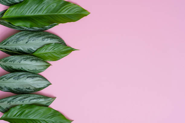 istock Summer tropical composition. Green tropical leaves on pink background. Summer concept. Flat lay, top view, copy space 1140525269