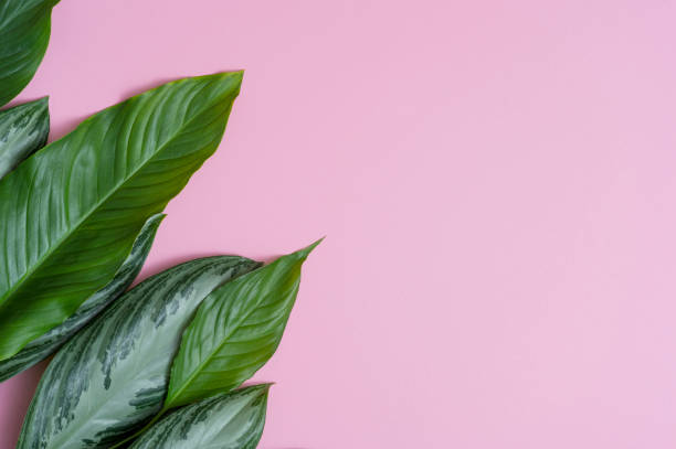 istock Summer tropical composition. Green tropical leaves on pink background. Summer concept. Flat lay, top view, copy space 1140525277