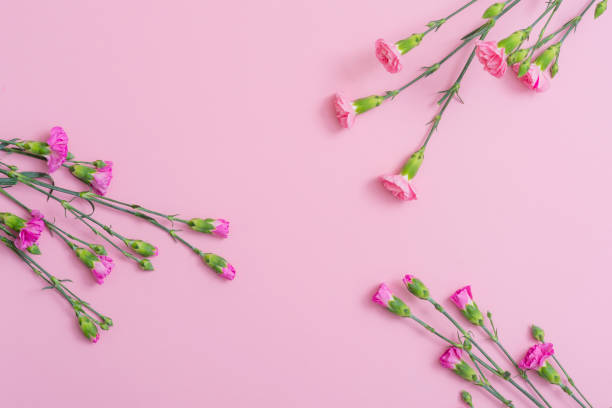 istock Carnation flowers isolated on the corner of pink space. Pattern for greeting card 1140525343
