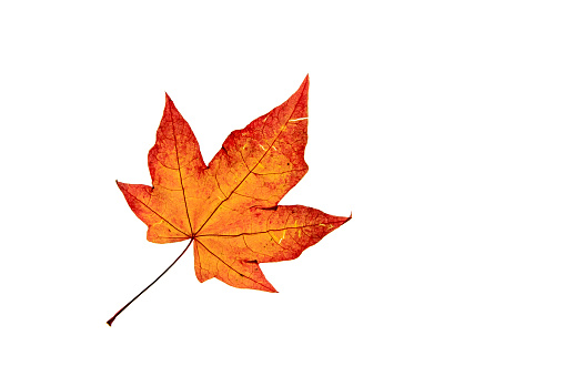 Single autumn Acer leaf  isolated on white backgroind