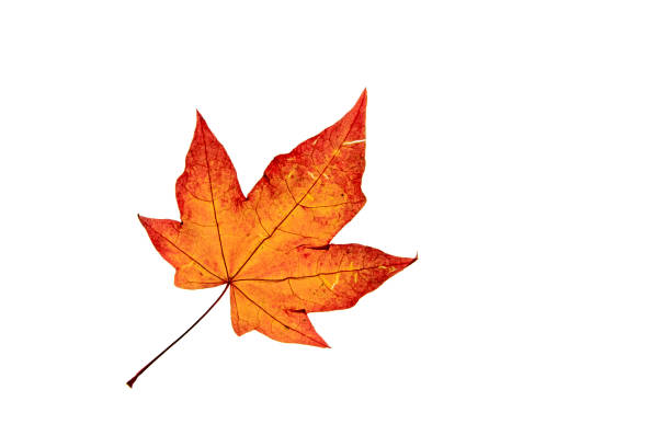 Acer leaf Single autumn Acer leaf  isolated on white backgroind autumn orange maple leaf tree stock pictures, royalty-free photos & images
