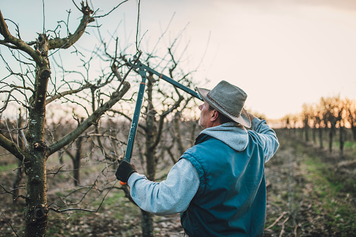 One man, senior man pruning fruit trees in his orchard in winter.