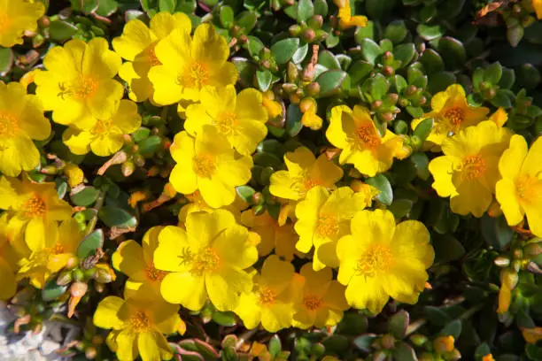 Bright yellow flowers of common purslane (Portulaca oleracea) annual succulent plant in natural gardens of Rolle town in Switzerland on sunny summer day