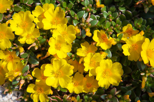 common purslane (portulaca oleracea) yellow flowers - flower head annual beauty close up imagens e fotografias de stock