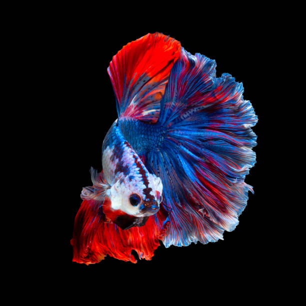 feche acima do movimento da arte de peixes siamese da luta isolados no fundo preto - siamese fighting fish aquarium fish isolated - fotografias e filmes do acervo