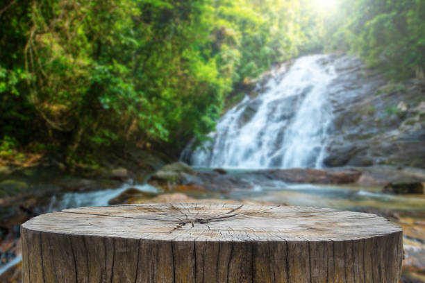 wooden desk or stump in green forest background,for product display. beautiful mountain at sunrise. - river spring waterfall water imagens e fotografias de stock