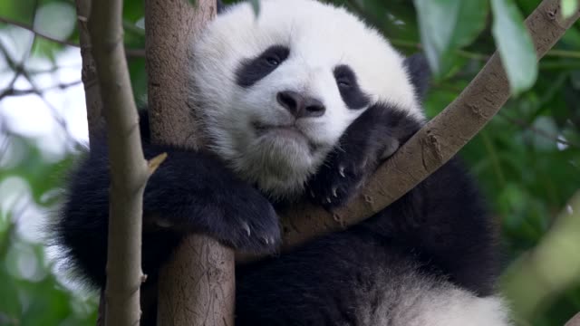 Cute panda baby on the tree