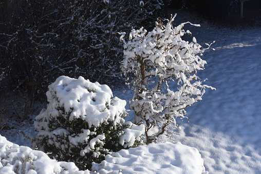 two bushes in winter with a hedge in background