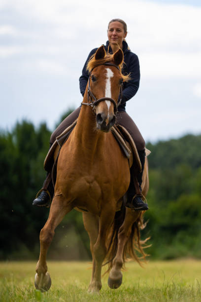istock leisure rider on beautiful horse 1140542647