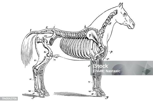 Horse Skeleton Stock Illustration - Download Image Now - Animal Skeleton, Horse, Agriculture