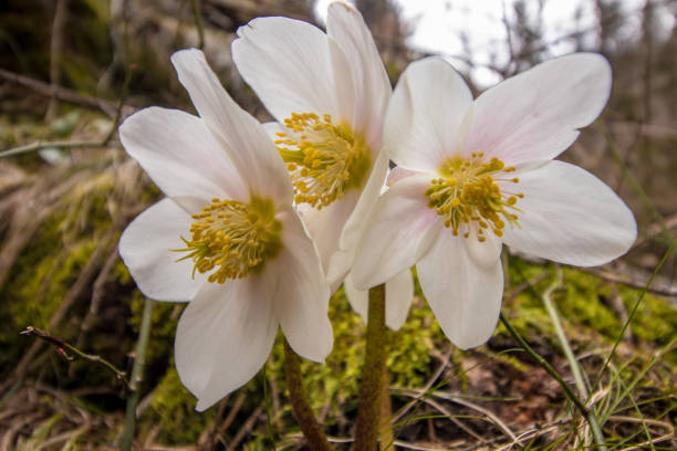 istock Three Hellebores in nature 1140543540