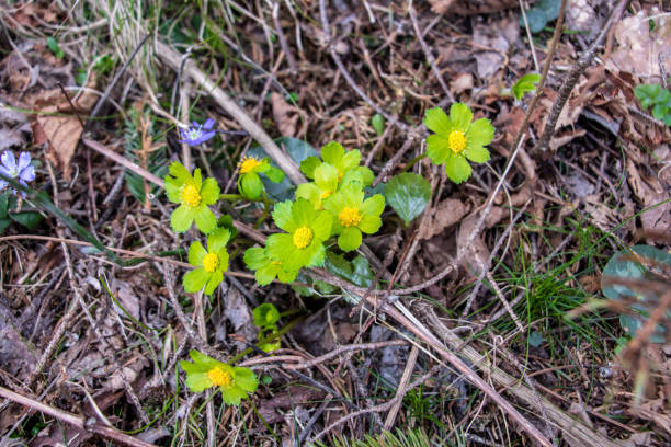 hacquetia のグループ - spring crocus temperate flower european alps ストックフォトと画像