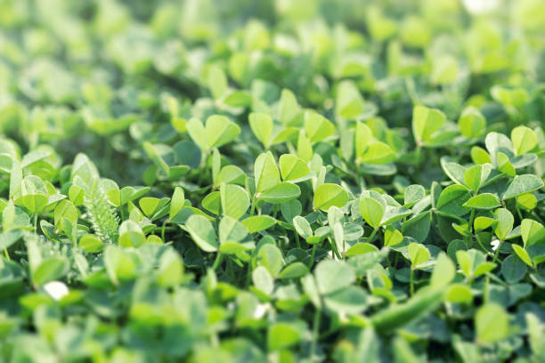 istock Beautiful background with green clover leaves, clover in meadow 1140544774