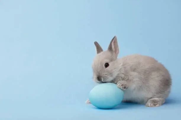 White Easter bunny with painted egg on blue background. Easter holiday concept.