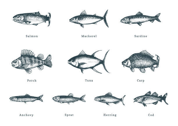 흰색 바탕에 물고기의 그림입니다. 조각 스타일로 그려진 해산물 세트. 벡터에서 컬렉션을 스케치 합니다. - freshwater fish stock illustrations