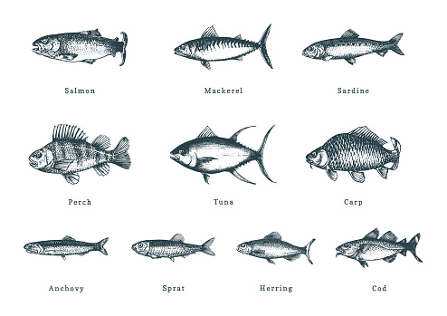 Illustration of fishes on white background. Drawn seafood set in engraving style. Sketches collection in vector. Used for canning jar sticker, shop label etc.