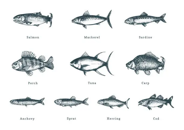 Vector illustration of Illustration of fishes on white background. Drawn seafood set in engraving style. Sketches collection in vector.