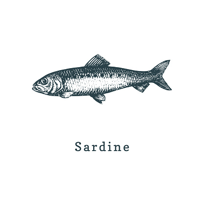 Illustration of sardine. Pilchard fish sketch in vector. Drawn seafood in engraving style. Used for canning jar sticker, shop label etc.