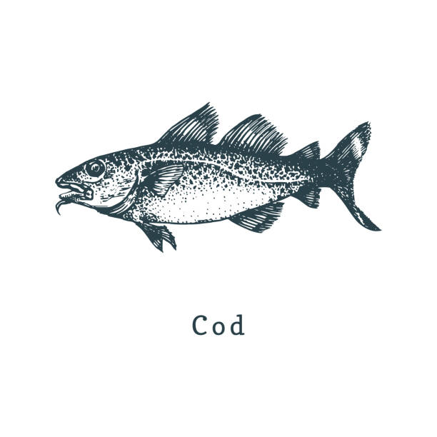 ilustrações de stock, clip art, desenhos animados e ícones de illustration of codfish. fish sketch in vector. drawn seafood in engraving style. used for can sticker, shop label etc. - bacalhau
