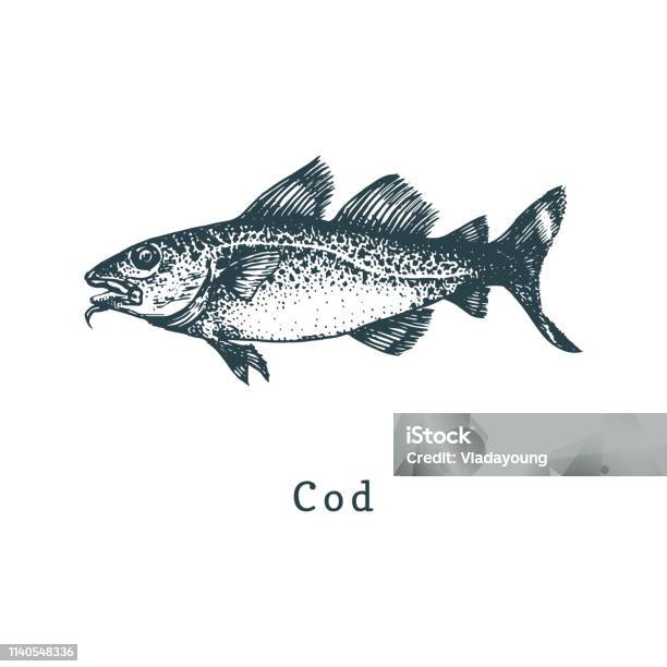 Cod Roaster Fish Drawing Illustration Of Codfish Fish Sketch In Vector Drawn Seafood In ...