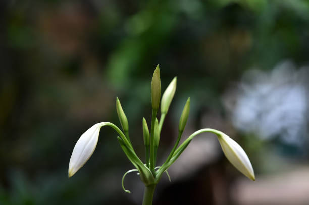 white flower buds with green leaves and stems\