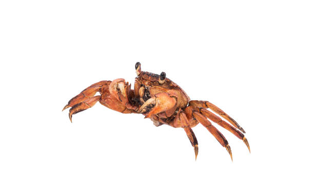 istock crab isolated on white background with clipping path , dry-specimen animal marine . 1140548840