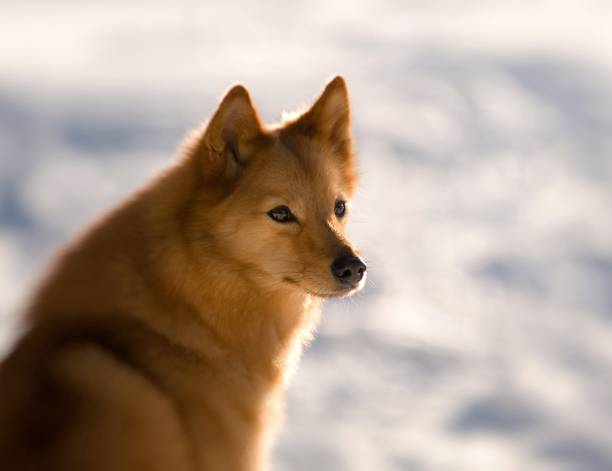 Dog of the breed Finnish spitz Red dog of the Finnish breed Finnish Spitz. A hunting dog common in Sweden and Finland. Its a hunting dog used in bird hunting. finnish spitz stock pictures, royalty-free photos & images