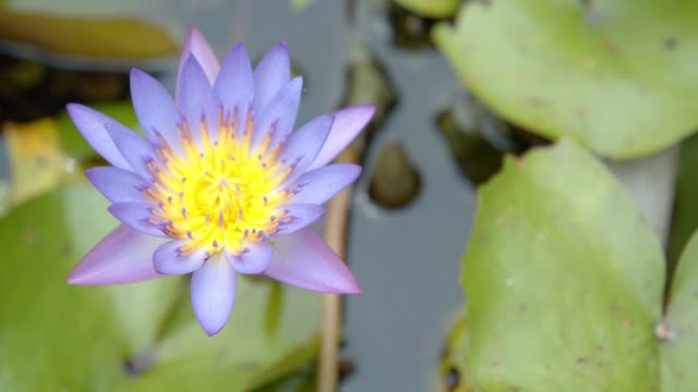 beautiful  violet Lotus flower in the pond