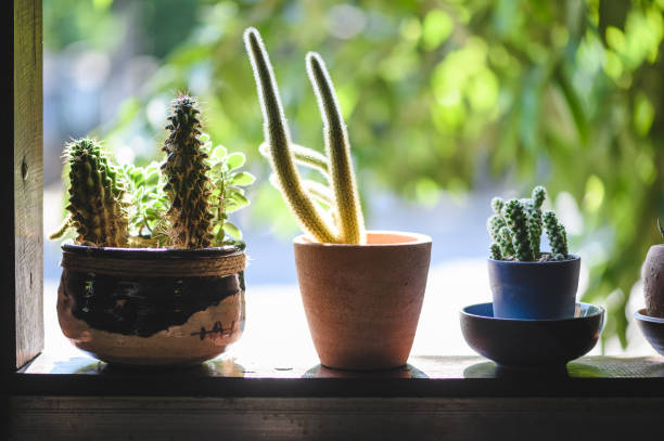 istock small plant pot displayed in the window 1140551151
