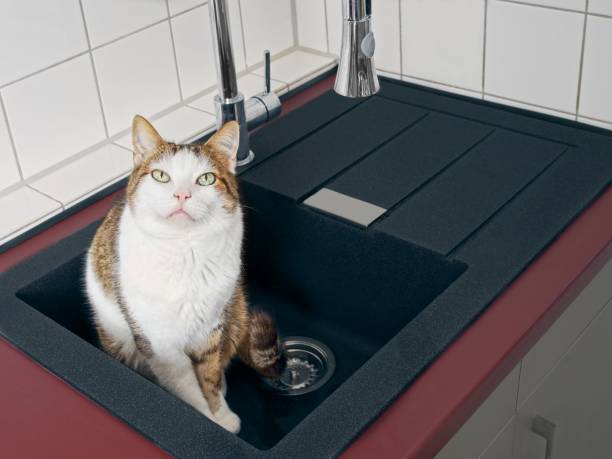 istock Cute tabby cat waiting in the kitchen sink. 1140552726