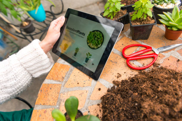 istock Holding digital tablet, looking at succulent plants online 1140554058