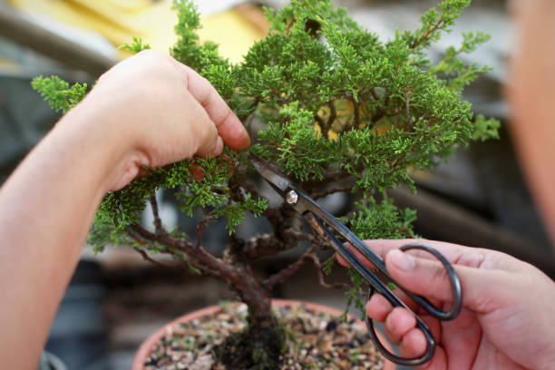 istock Making of bonsai trees. 1140554219