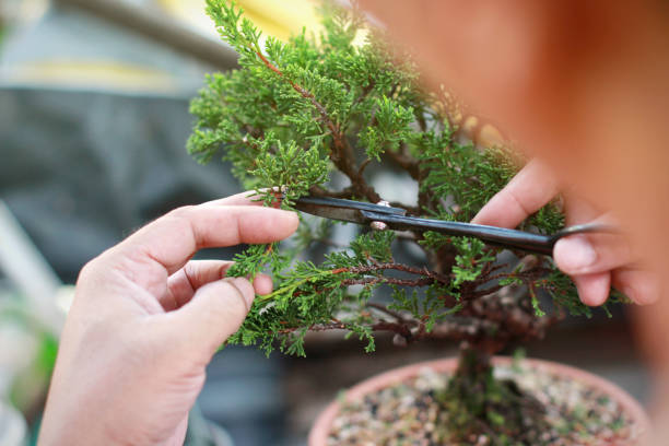 istock Making of bonsai trees. 1140554234