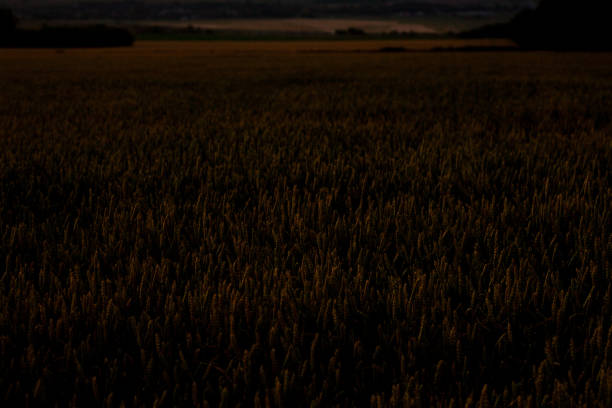 Wheat ear in sunset
