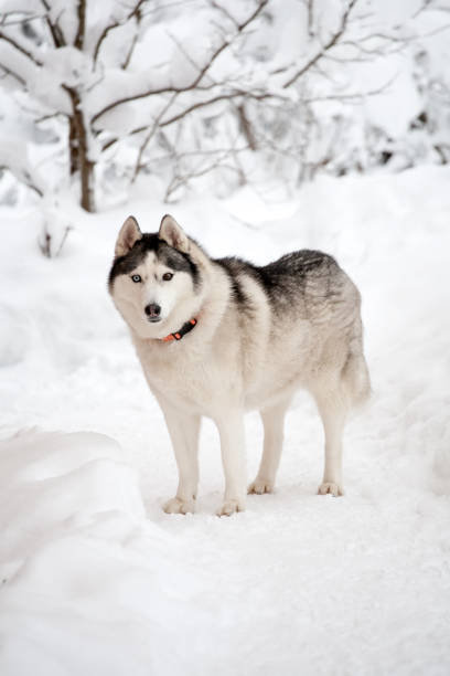 istock Husky dog with multicolored eyes standing full size 1140555491