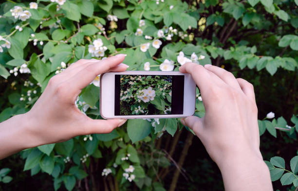 istock photograph beautiful flowers, on camera phone 1140555548