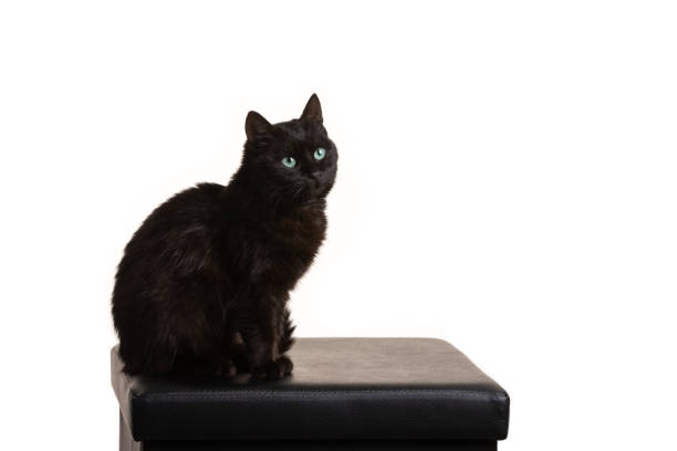 istock black cat on a white background sitting on a black stool 1140557045