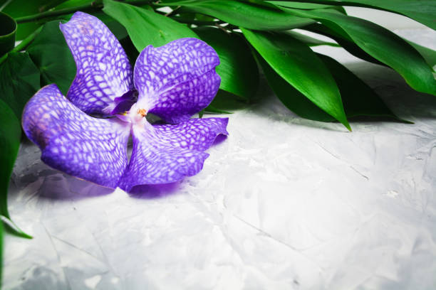 Man's finger pointing at pink white orchid flower