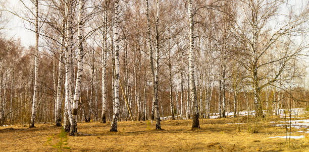 istock Birch grove at spring length of time 1140558484