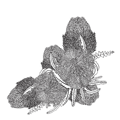 Realistic Hand-drawn Australian Wildflower Wreath Vector