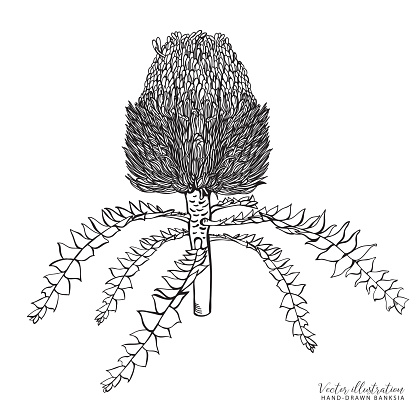 Detailed sketch retro style Banksia isolated on a white background Vector